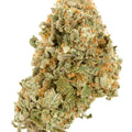 BANANA DREAM 1LB BANANA DREAM